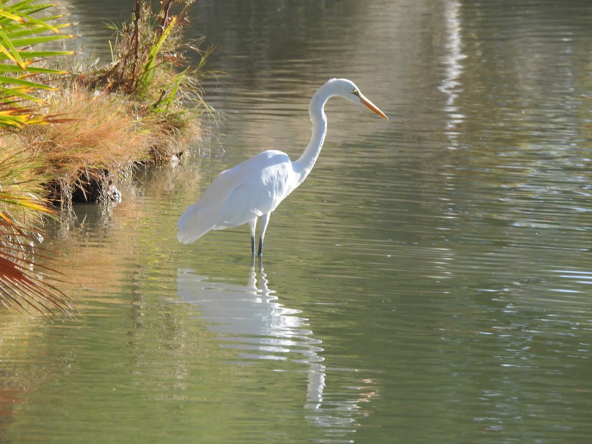 Great Egret - ML646992975