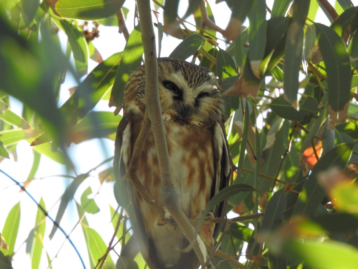 Northern Saw-whet Owl - ML646992979
