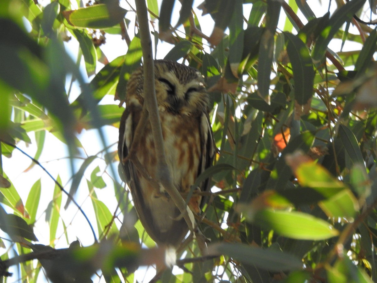 Northern Saw-whet Owl - ML646992980