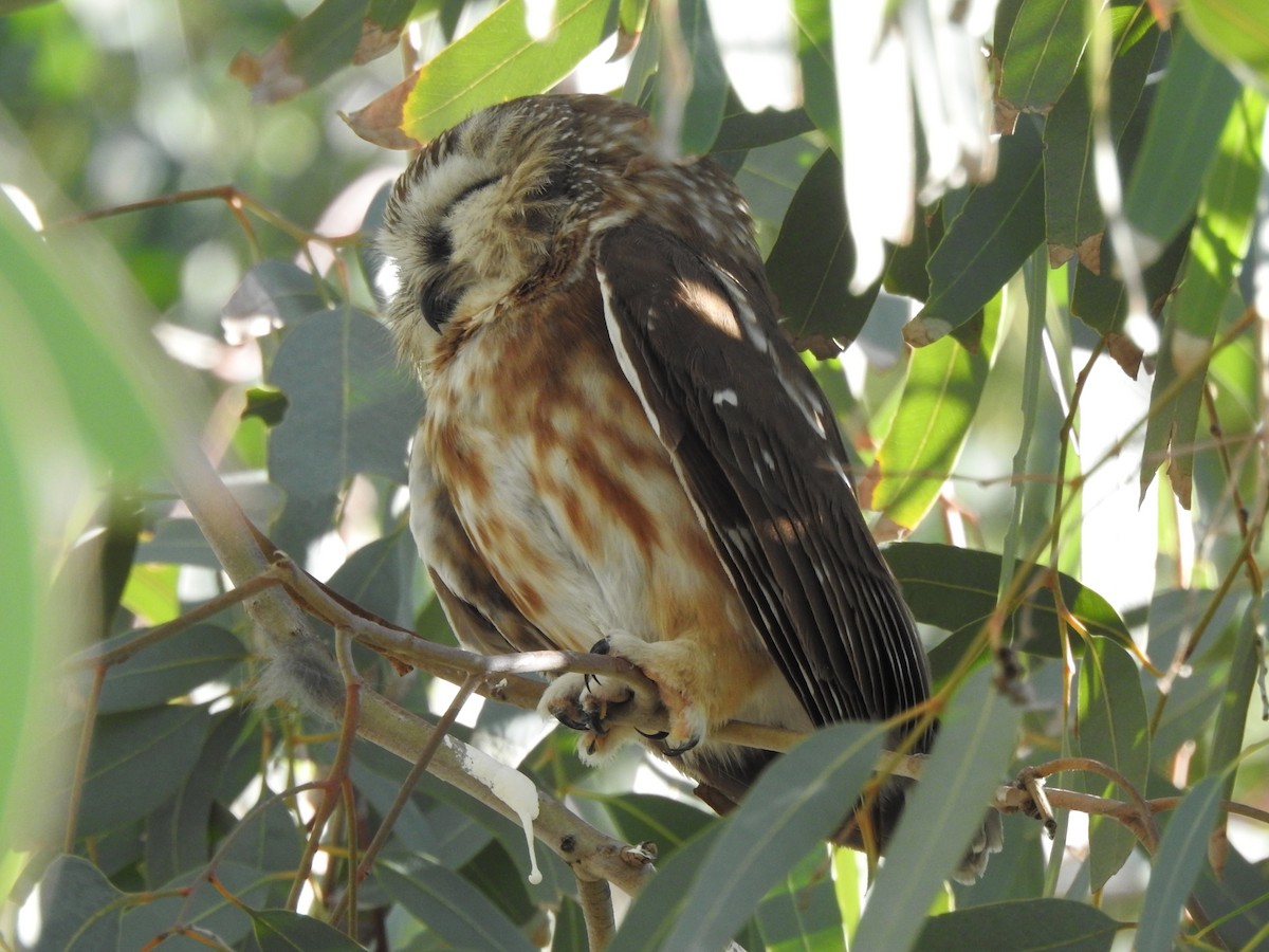 Northern Saw-whet Owl - ML646992981