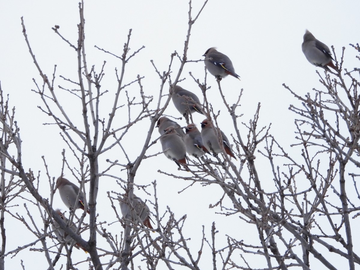 Seidenschwanz - ML646992983