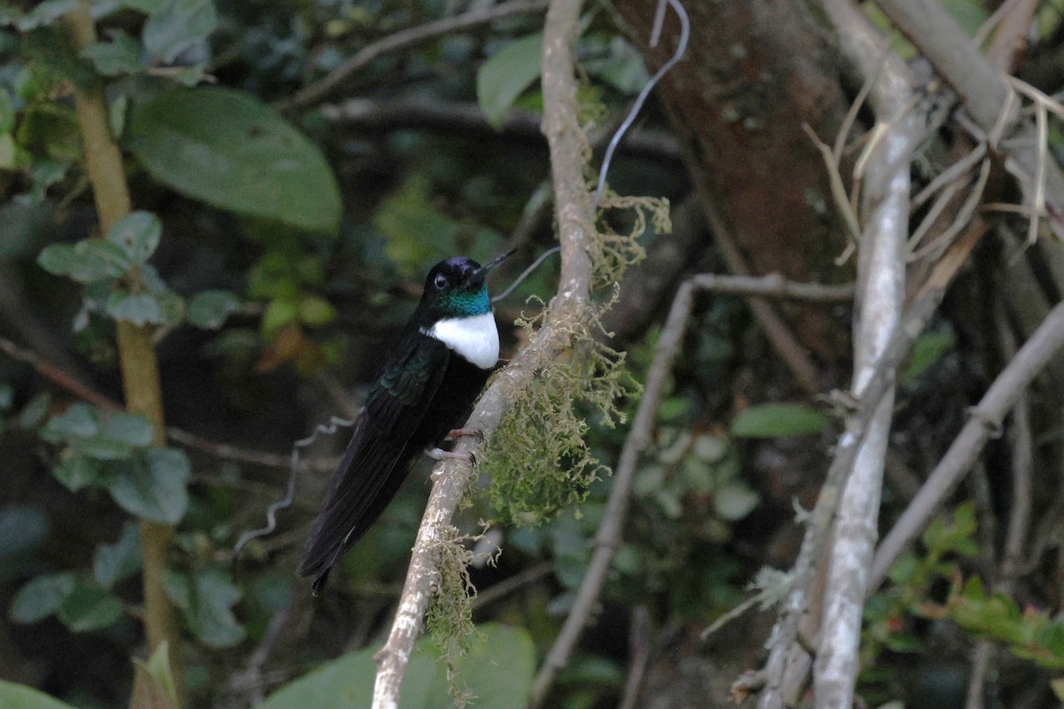 Collared Inca - ML646992984