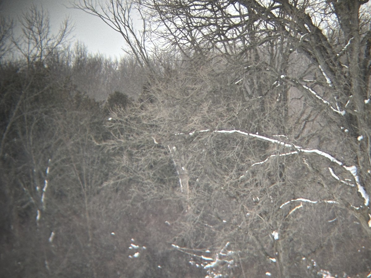 Chouette rayée - ML646992988