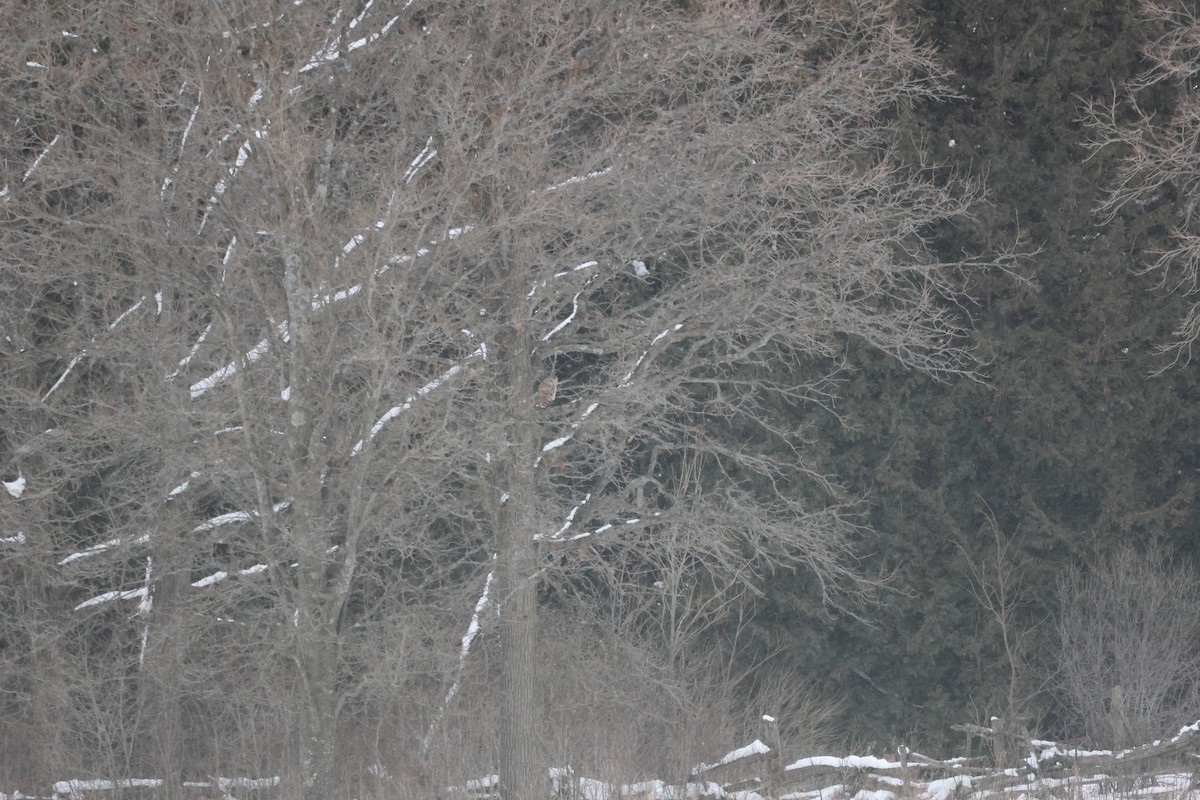 Chouette rayée - ML646992990