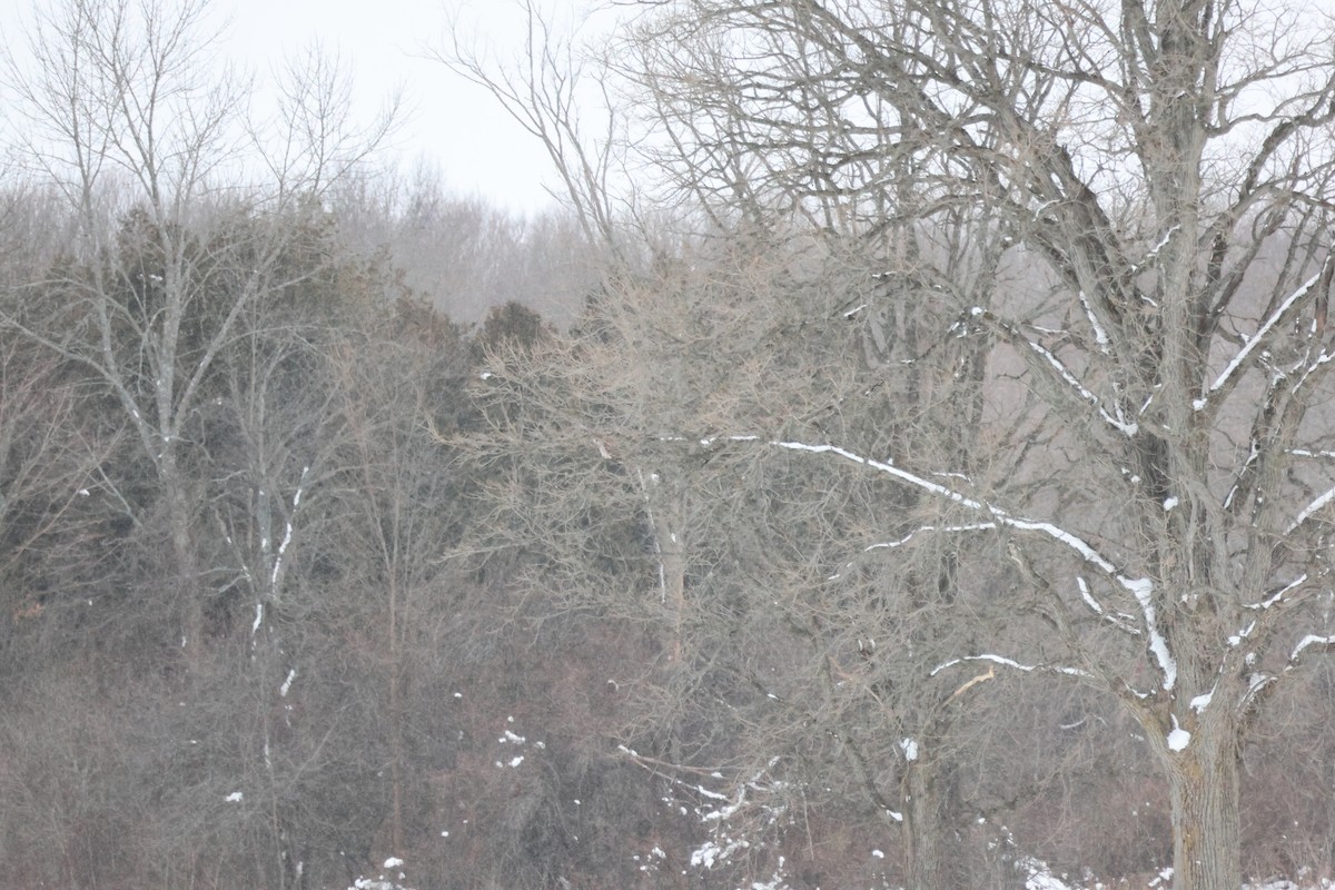 Chouette rayée - ML646992991