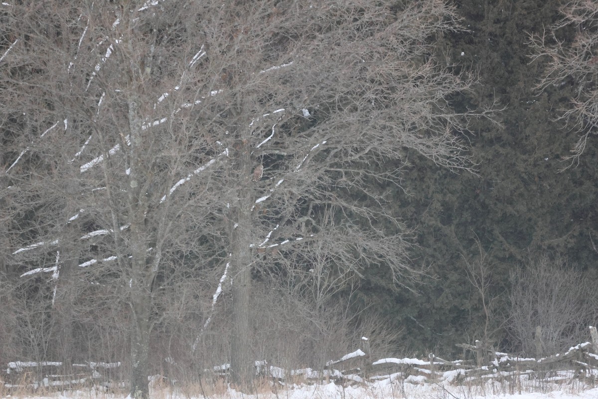 Chouette rayée - ML646992992