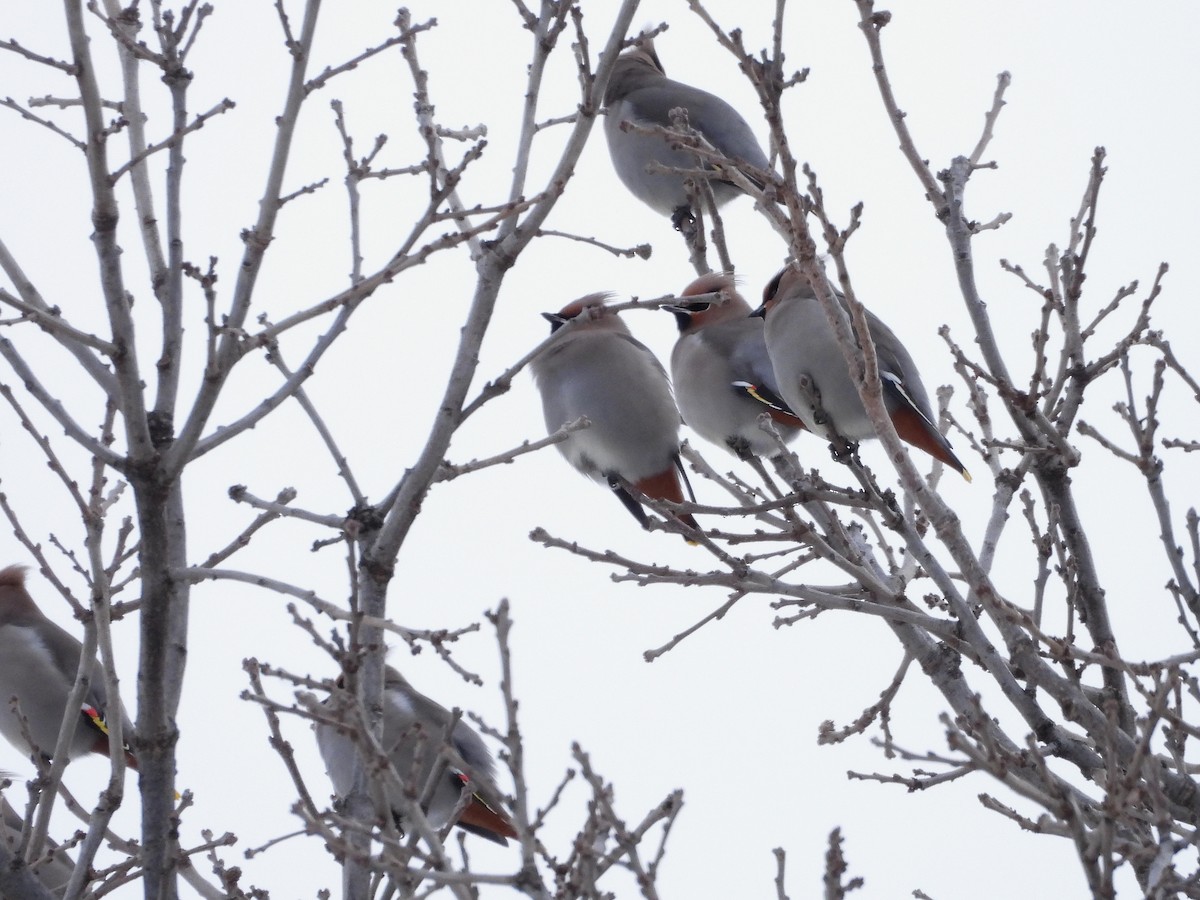 Seidenschwanz - ML646992993