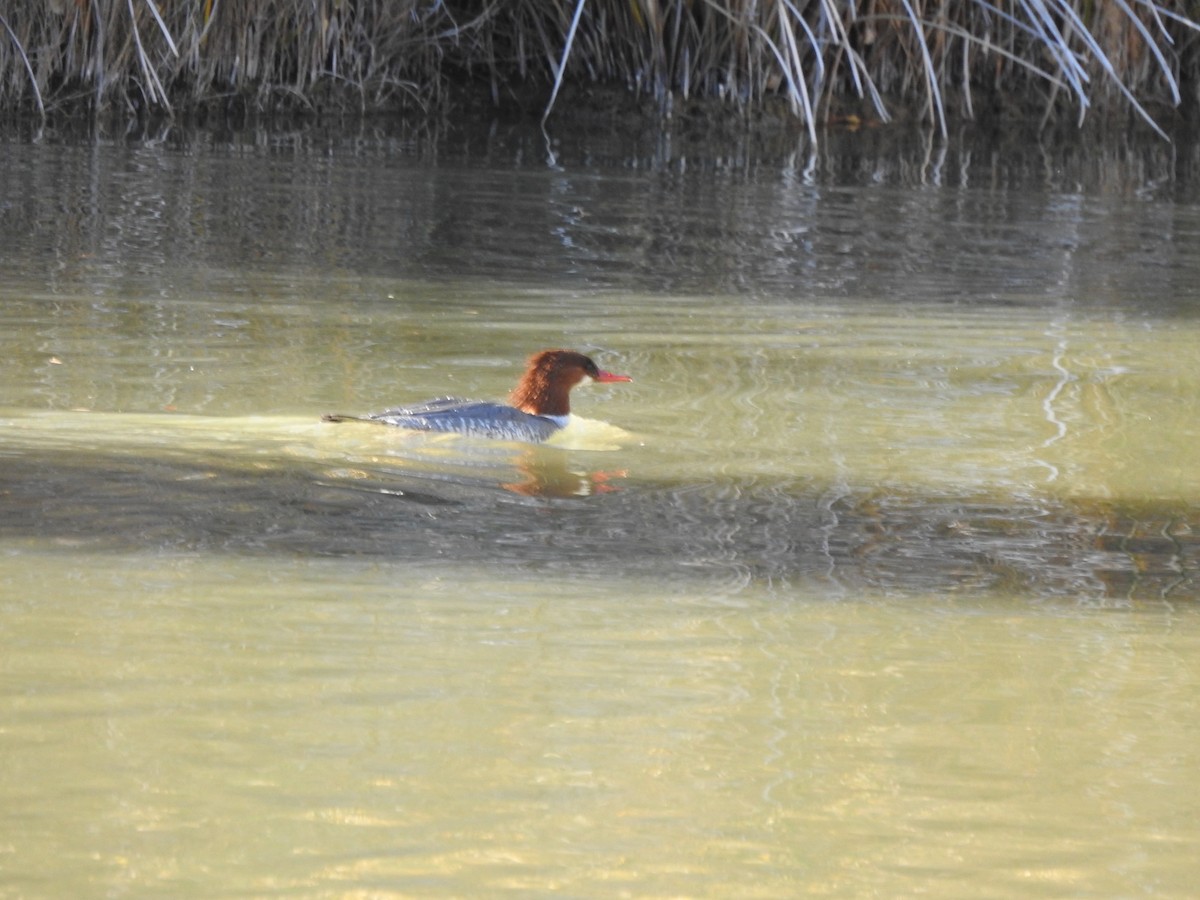 Common Merganser - ML646992999