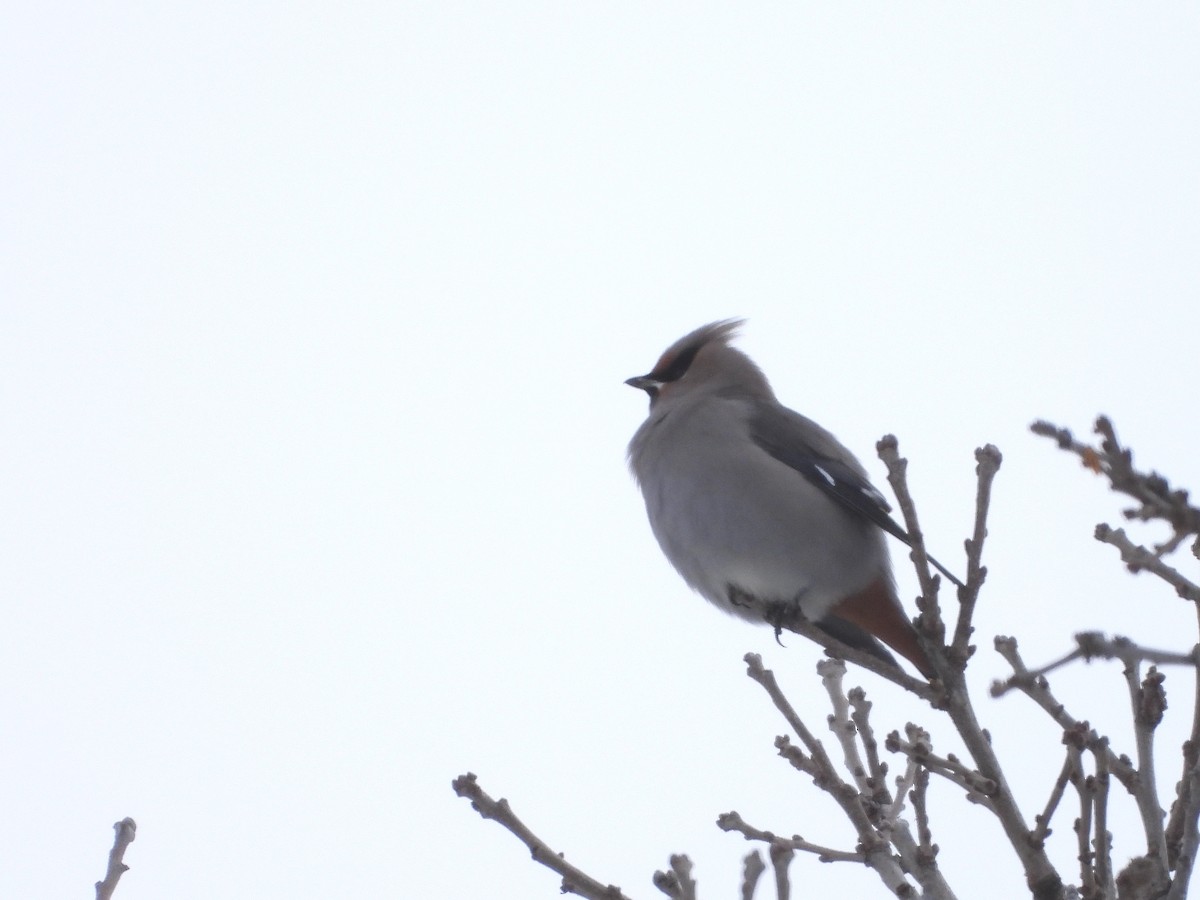 Seidenschwanz - ML646993000