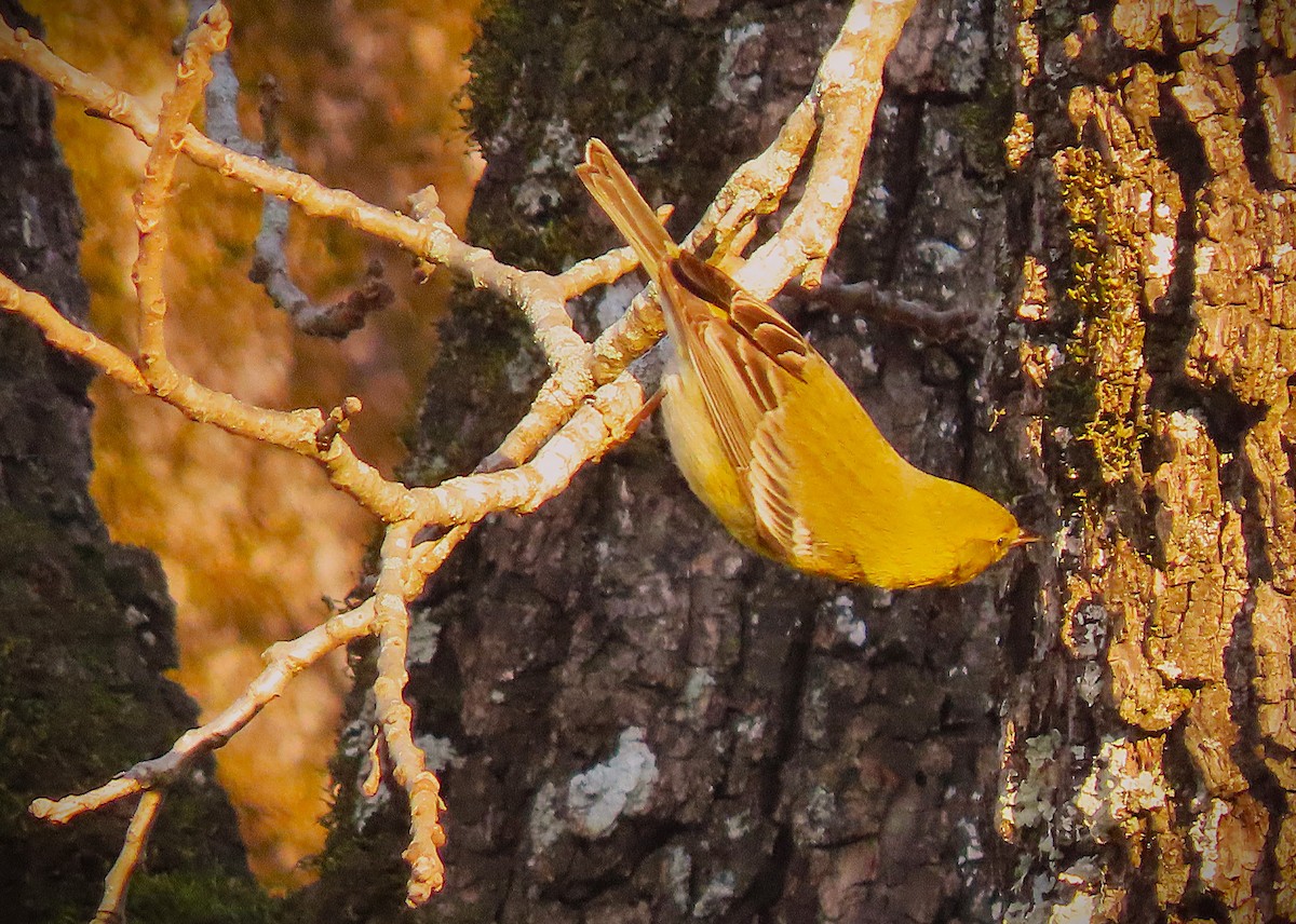 Reinita del Pinar - ML646993001