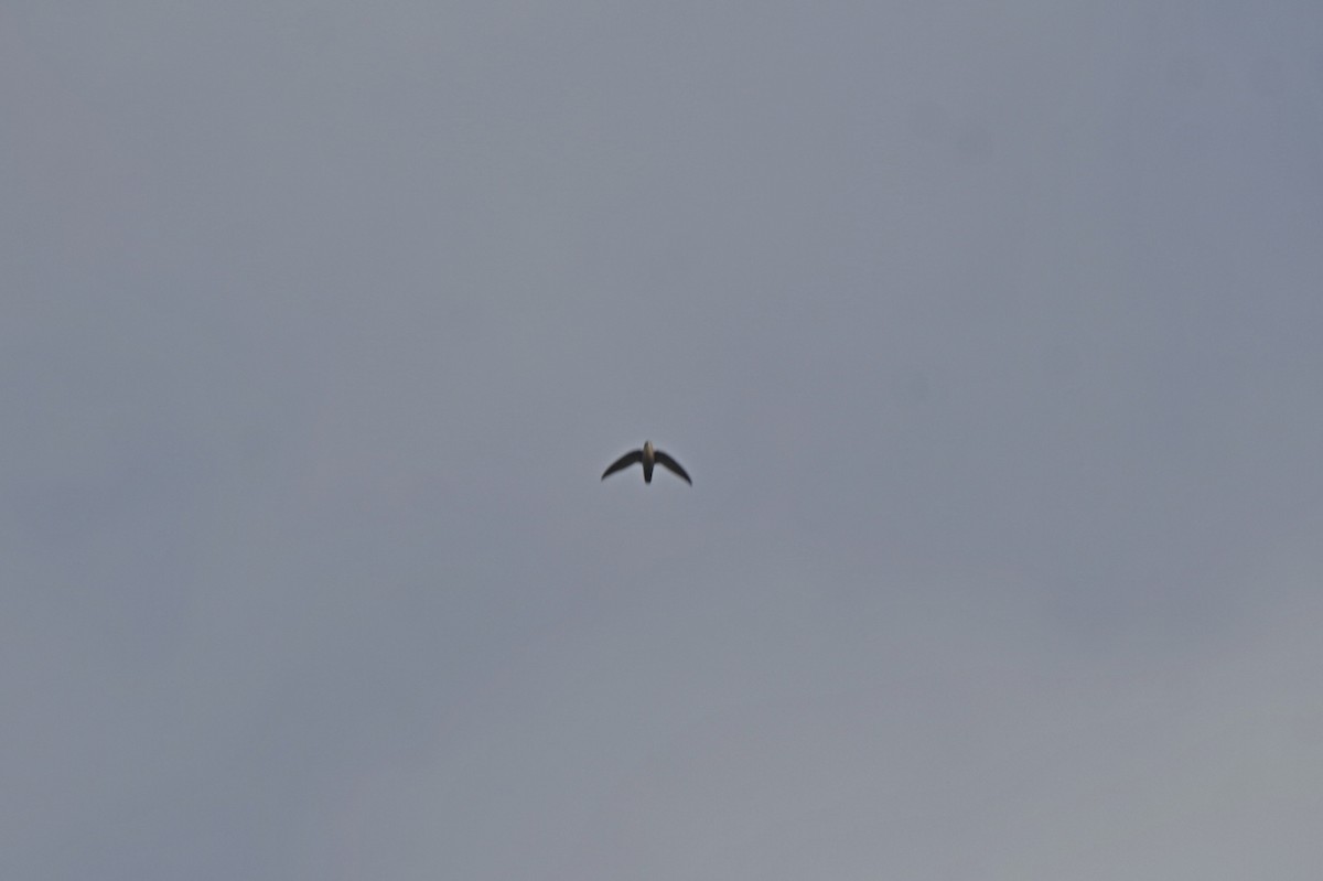 Graubauchsegler - ML646993002