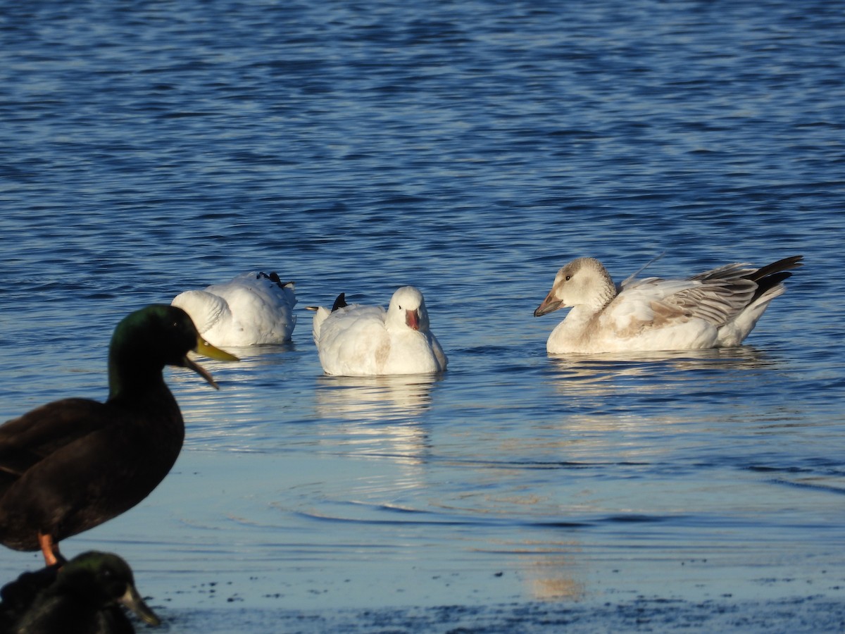 Oie des neiges - ML646993004