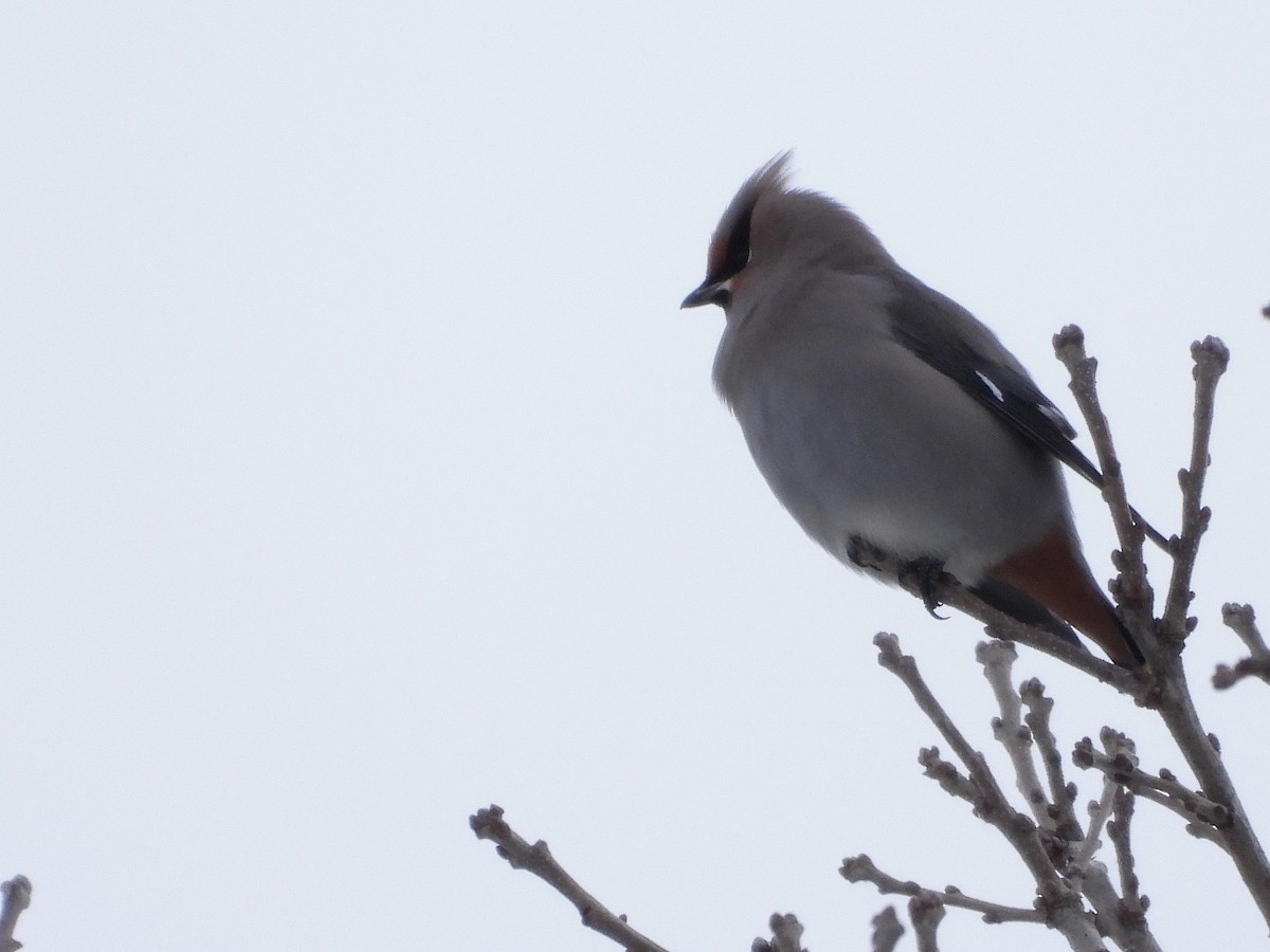 Seidenschwanz - ML646993005