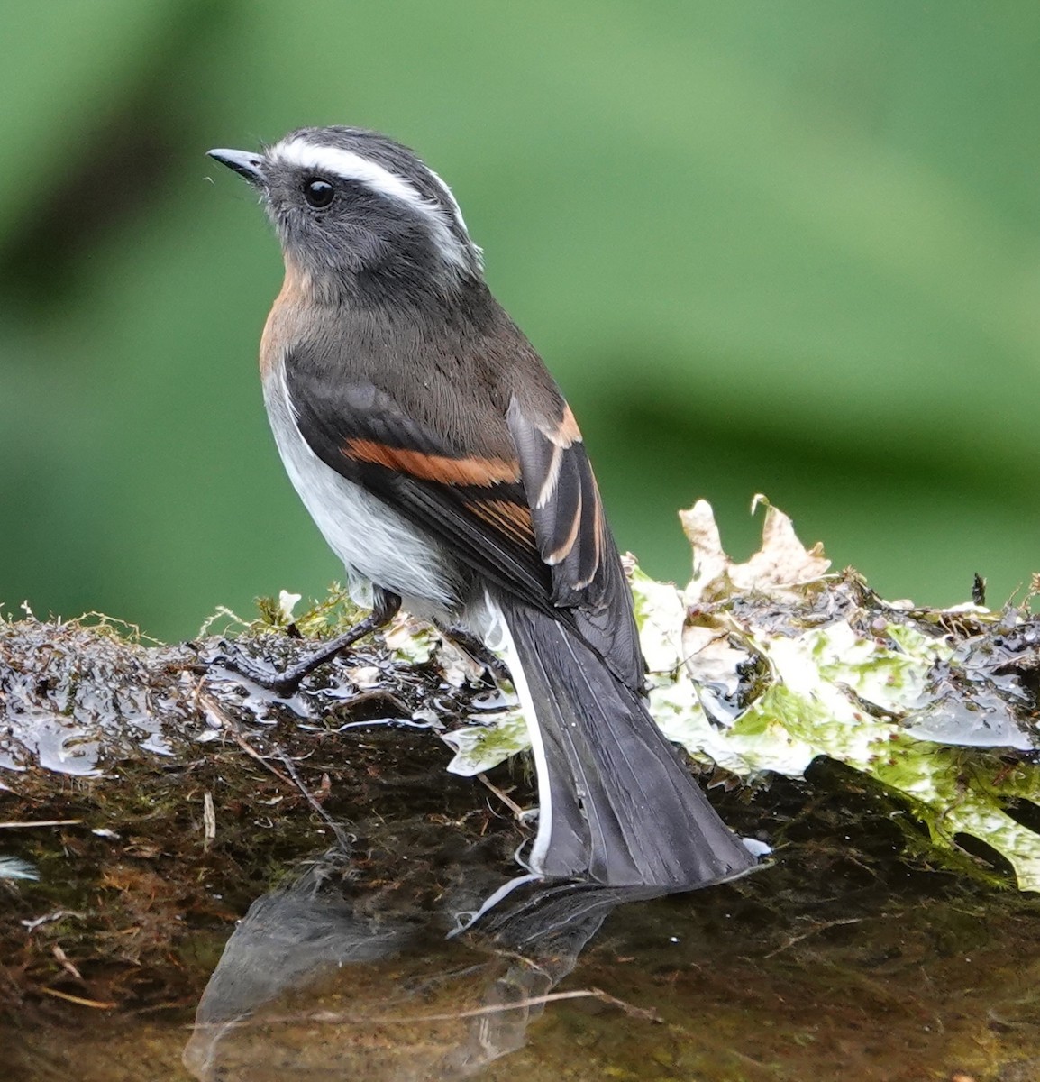 Rufous-breasted Chat-Tyrant - ML646993012