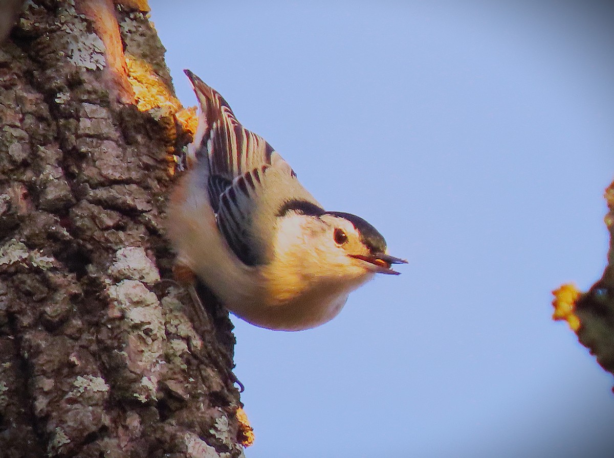 Trepador Pechiblanco - ML646993015