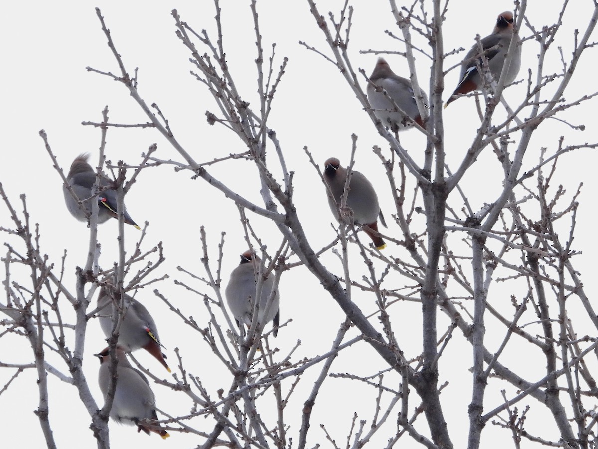 Seidenschwanz - ML646993016