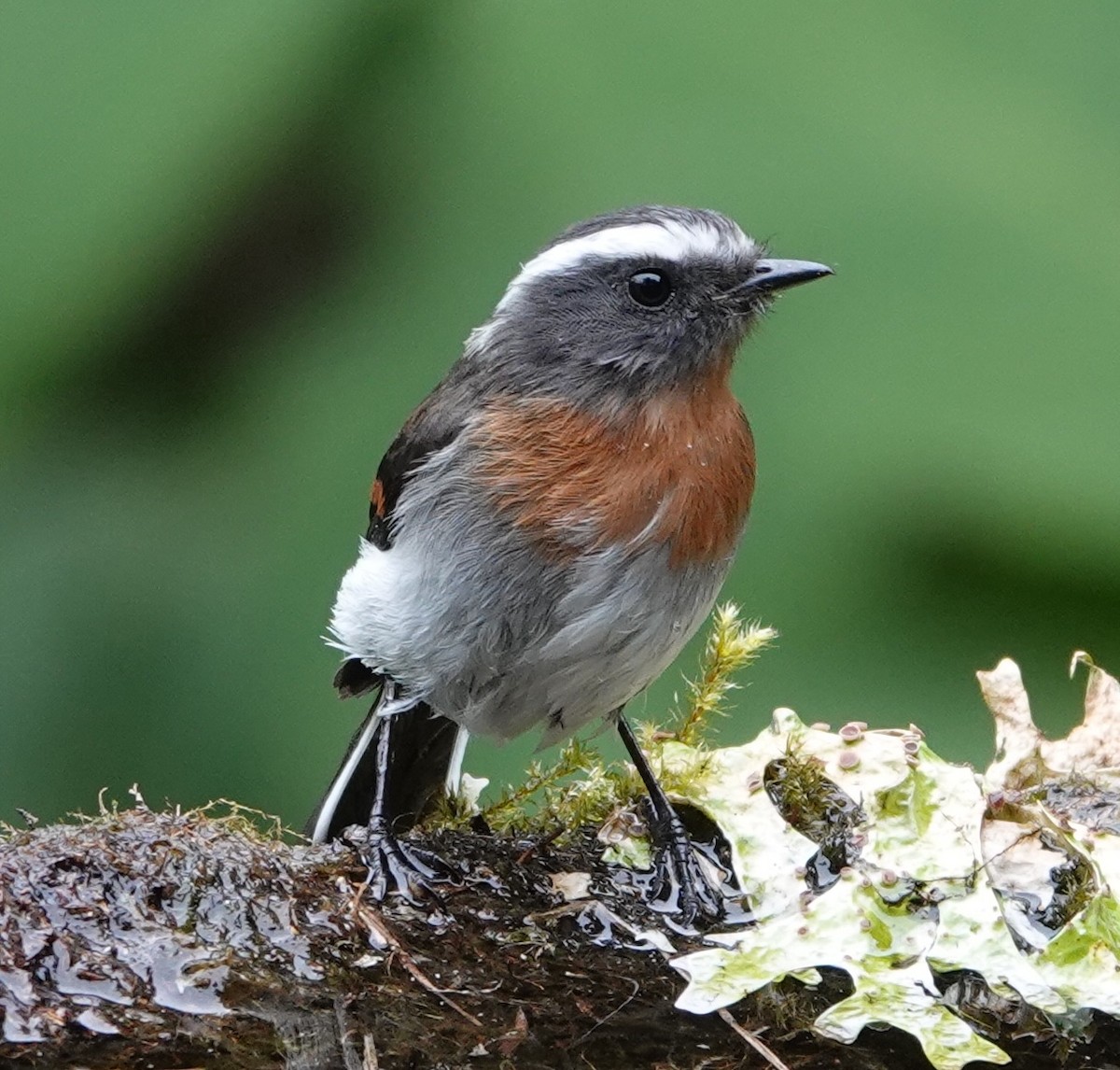 Rufous-breasted Chat-Tyrant - ML646993018