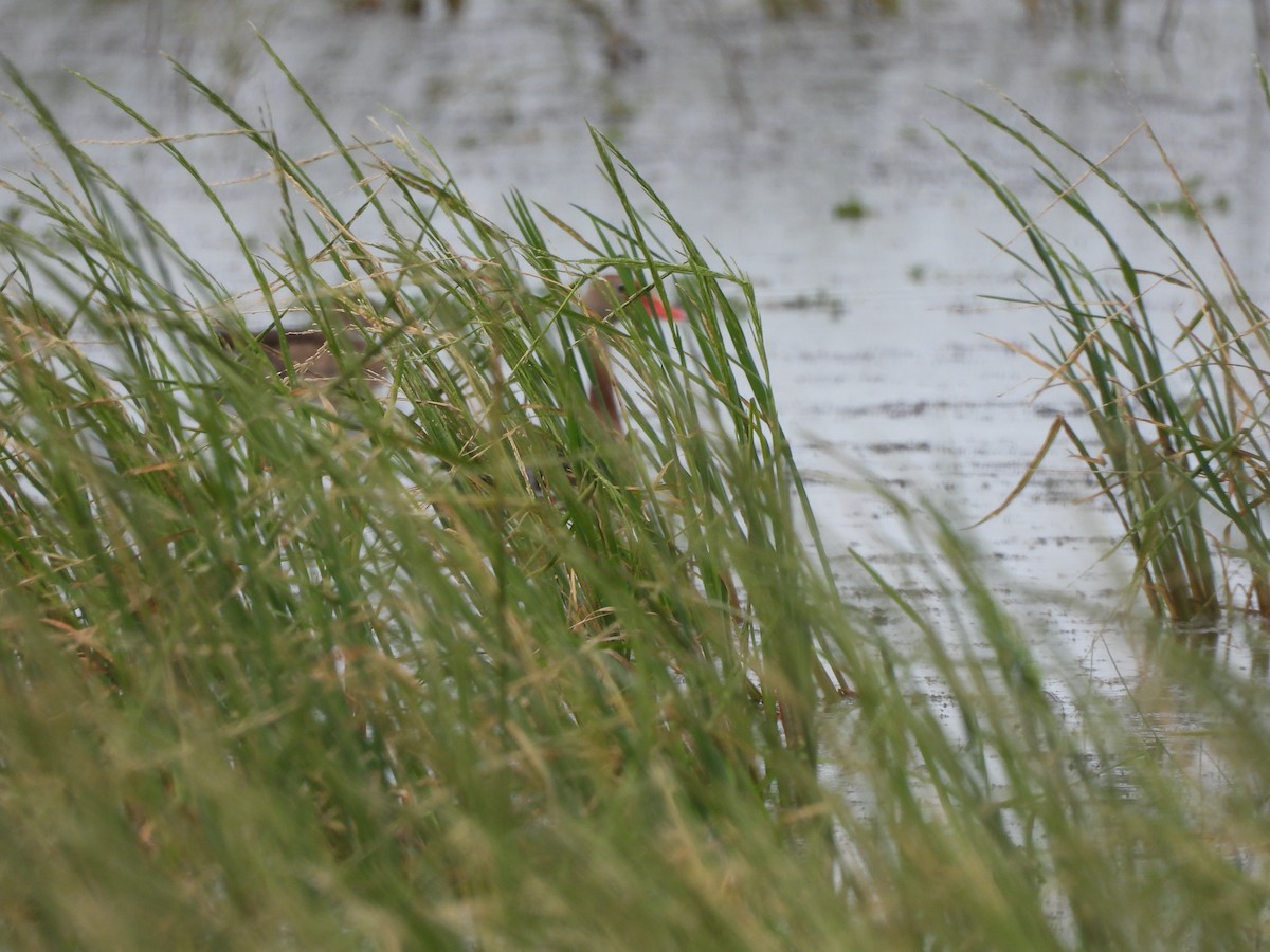 Black-bellied Whistling-Duck - ML646993025