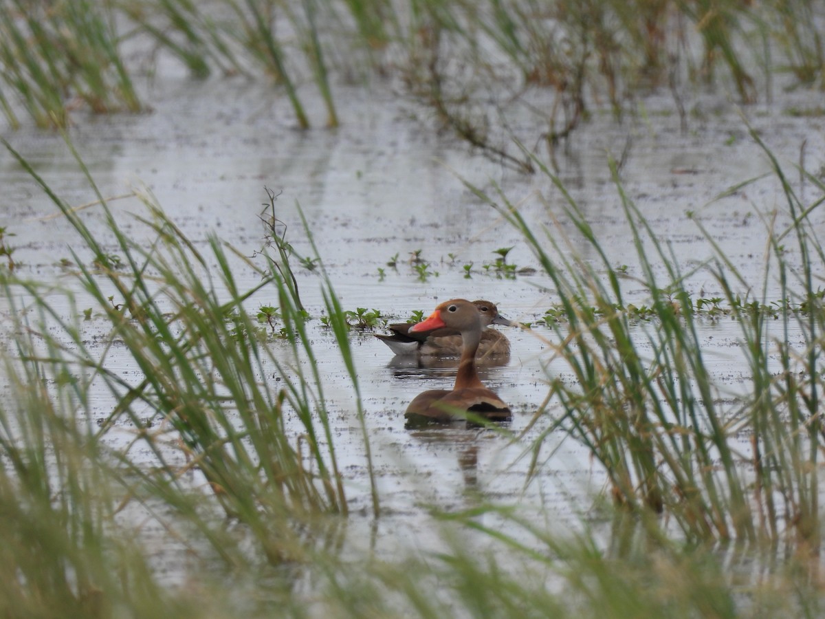 Black-bellied Whistling-Duck - ML646993026