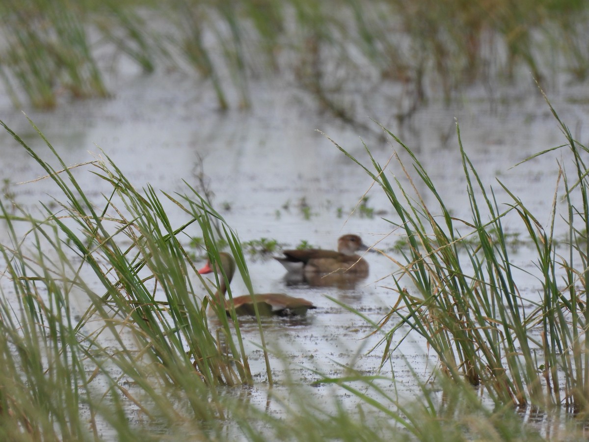 Black-bellied Whistling-Duck - ML646993027