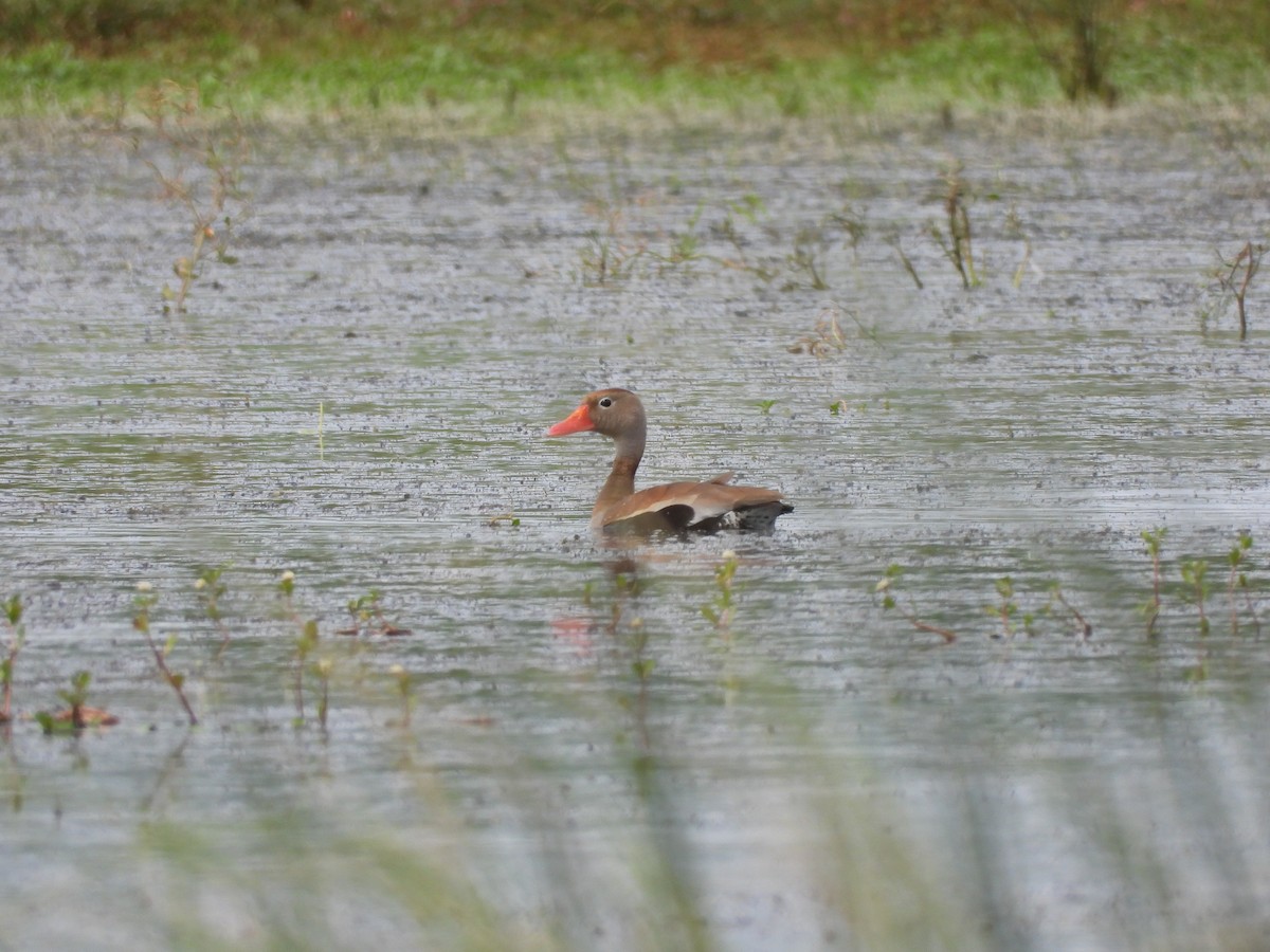 Black-bellied Whistling-Duck - ML646993028