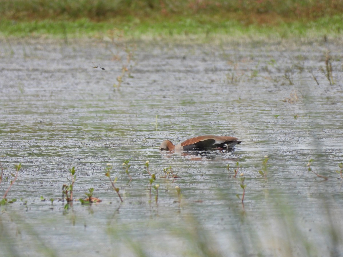 Black-bellied Whistling-Duck - ML646993029