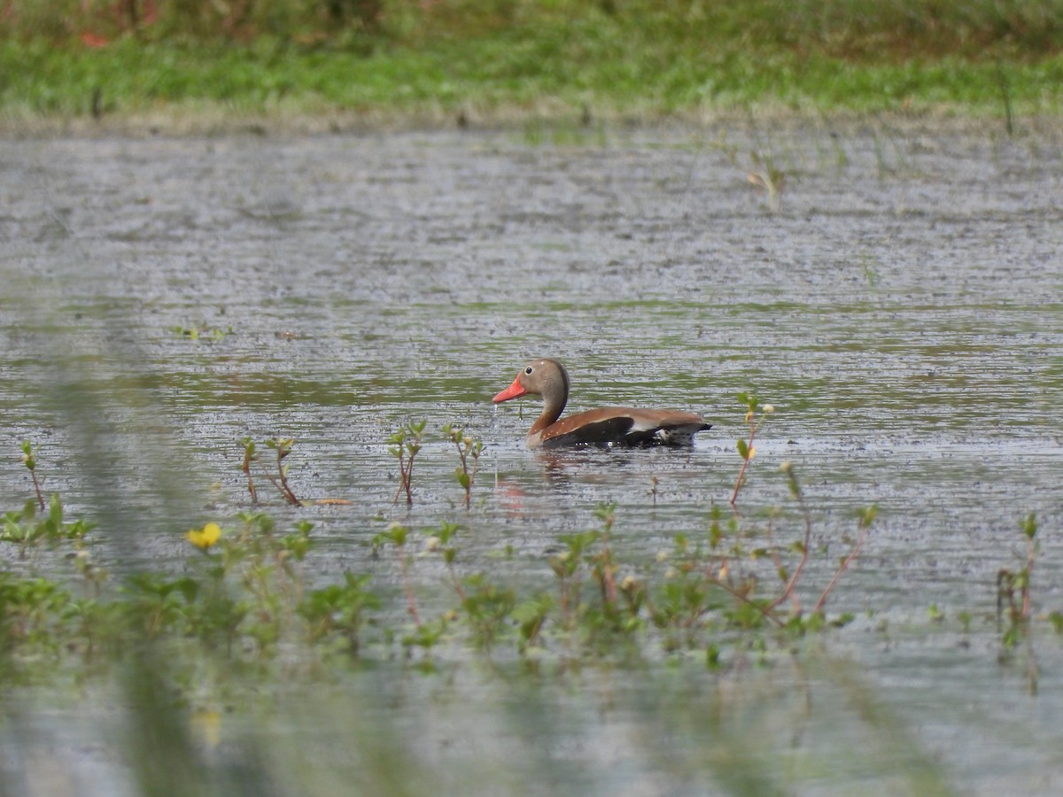 Black-bellied Whistling-Duck - ML646993030