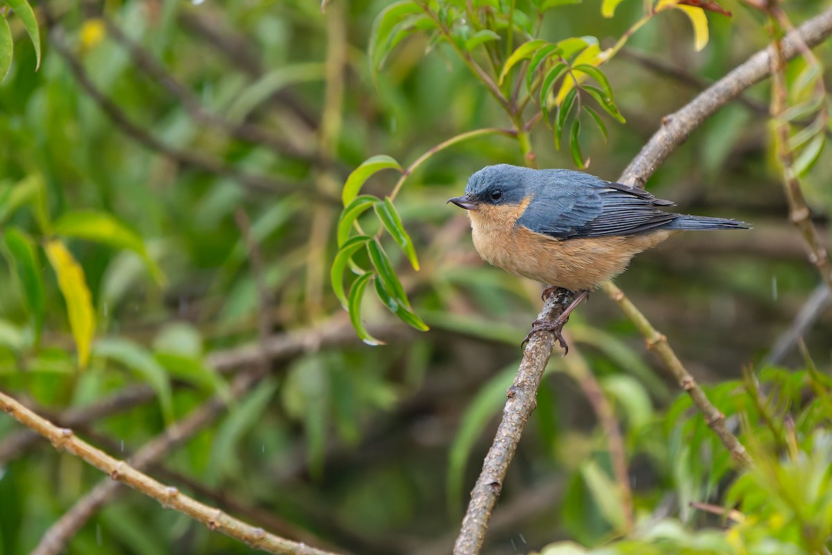Поползневый цветокол - ML646993033