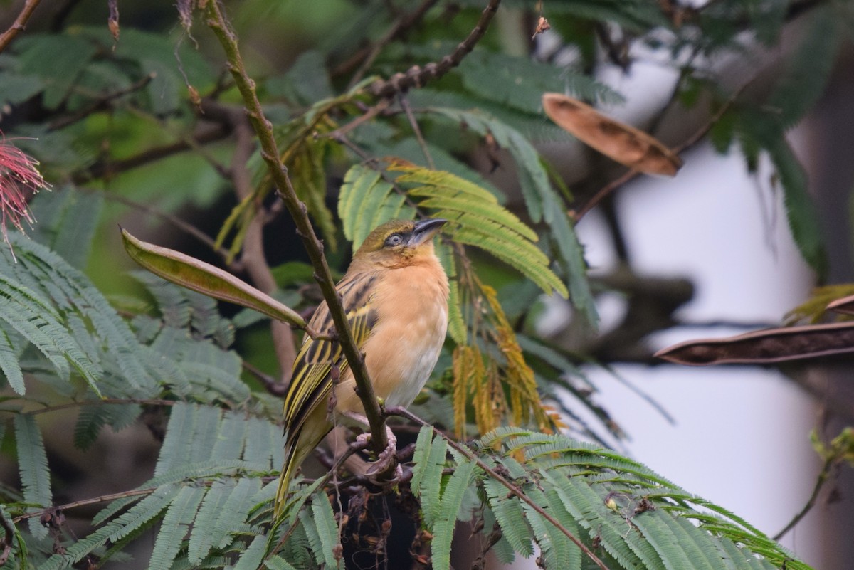 Schwarzkopfweber - ML646993035