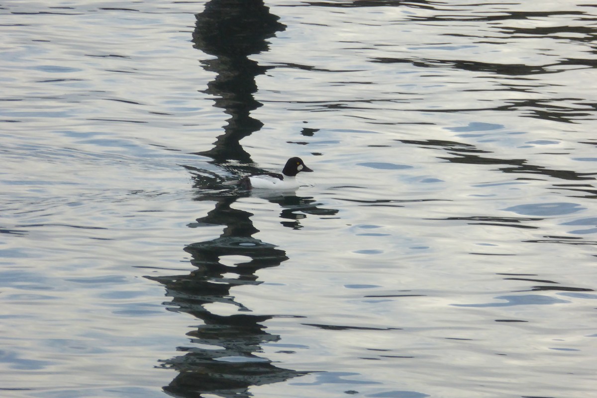 Алаг шунгаач - ML646993037