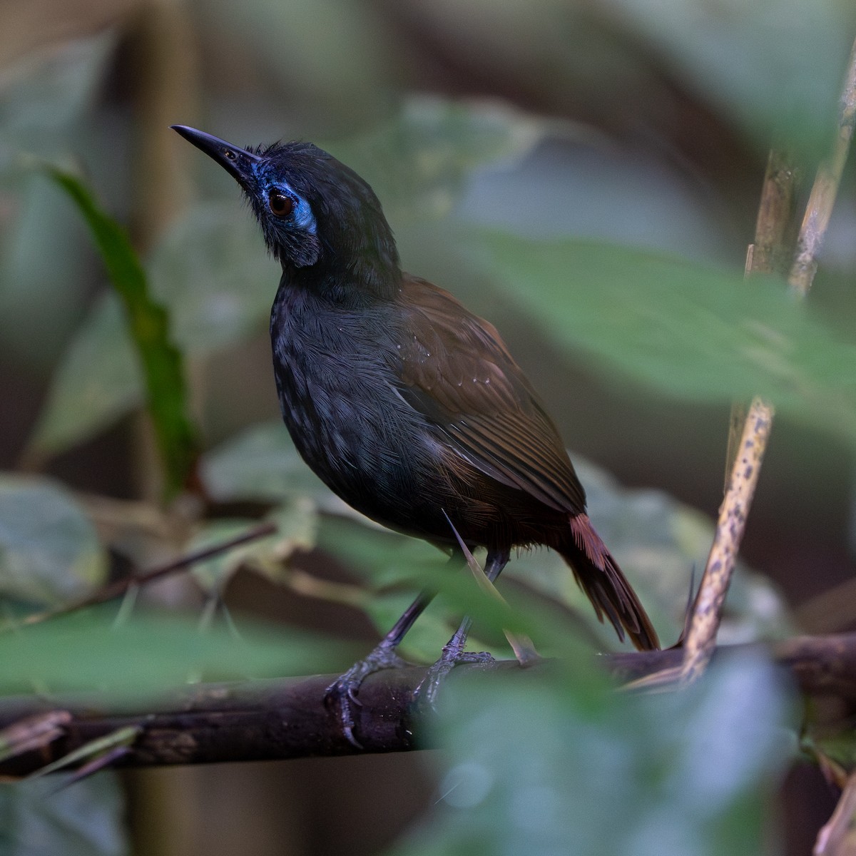 Chestnut-backed Antbird - ML646993038