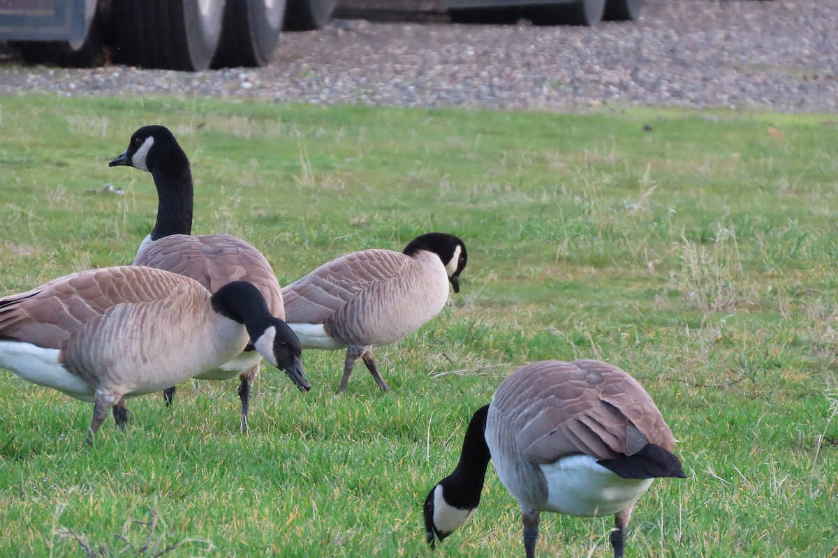 berneška malá - ML646993039