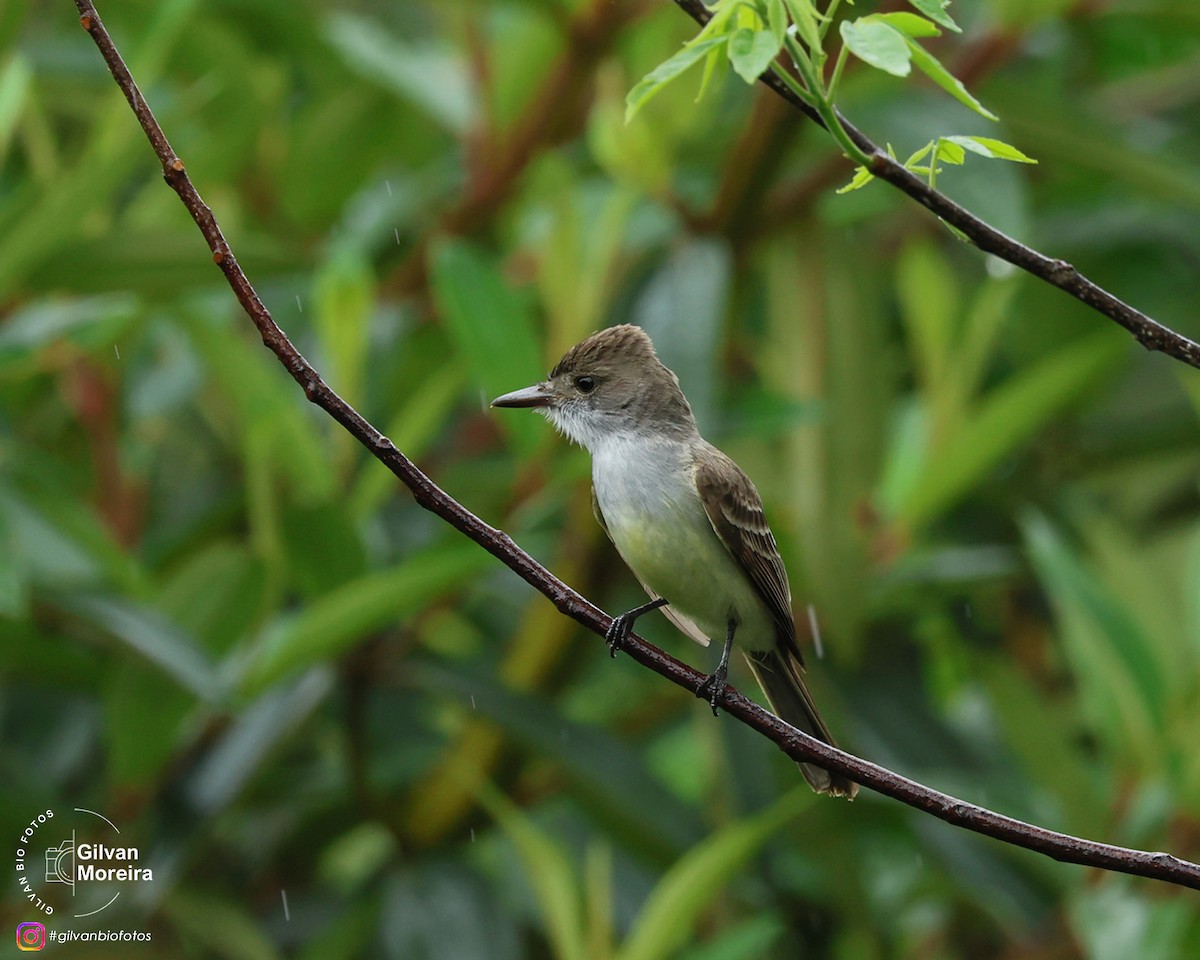 Короткохохлый миарх - ML646993041