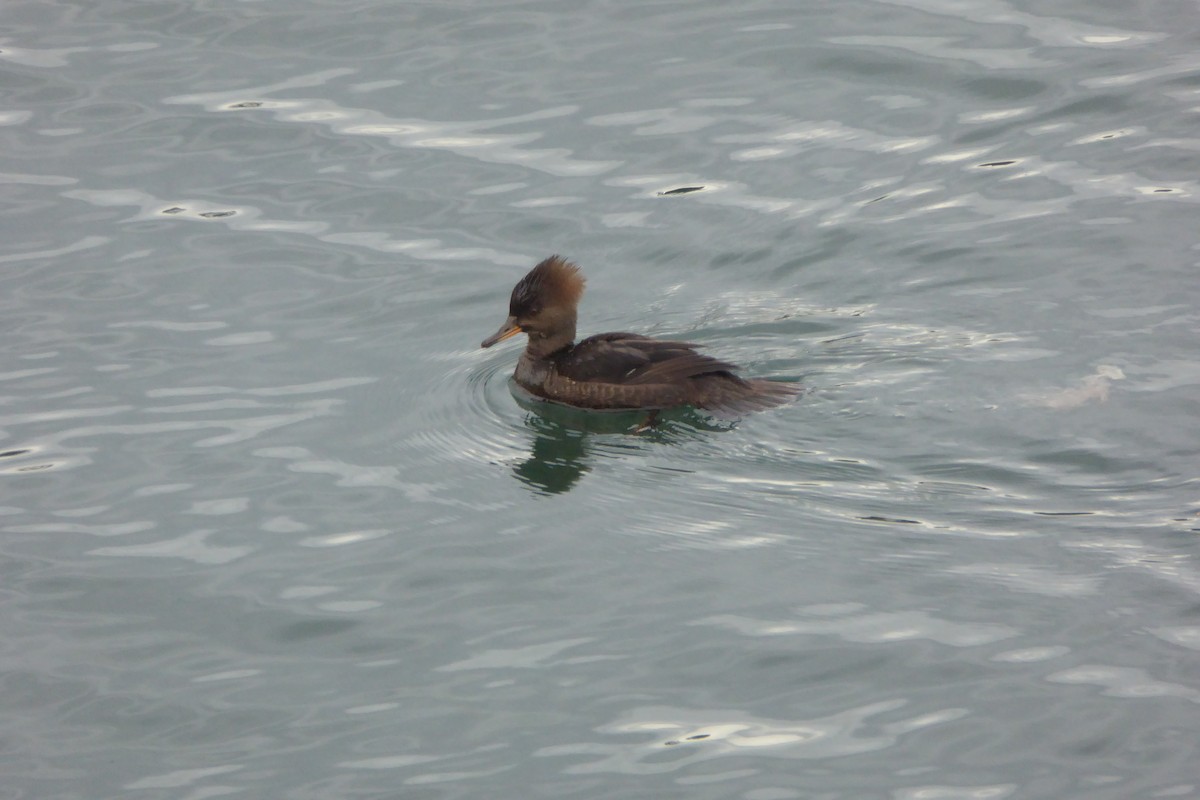 Hooded Merganser - ML646993043