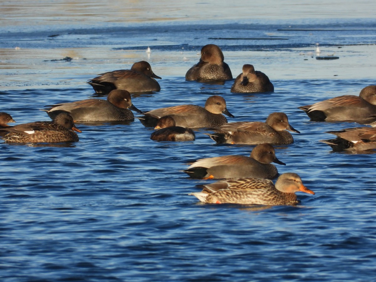 Canard chipeau - ML646993044