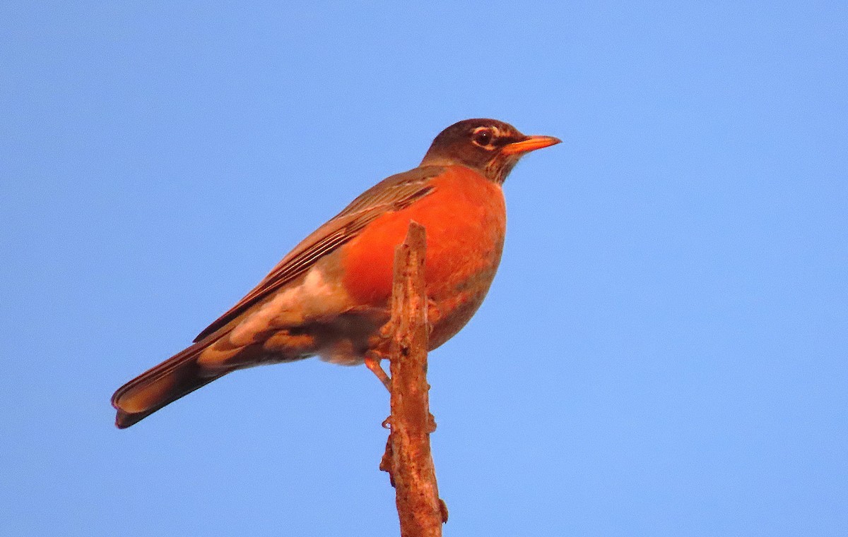 Zorzal Americano - ML646993046