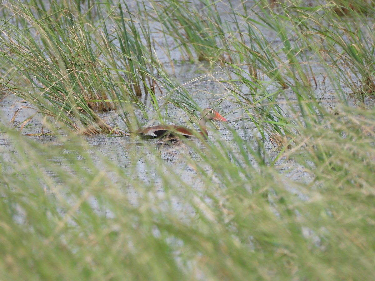 Black-bellied Whistling-Duck - ML646993047