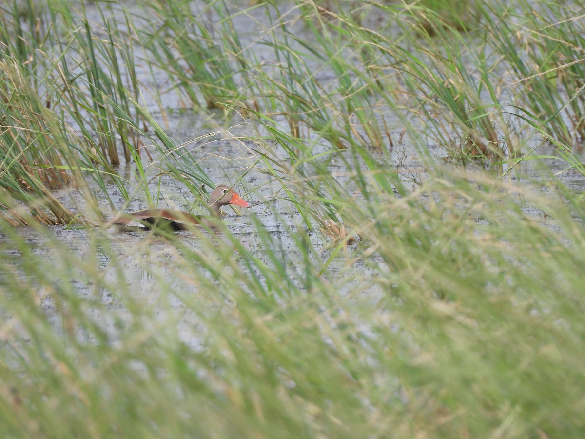 Black-bellied Whistling-Duck - ML646993048
