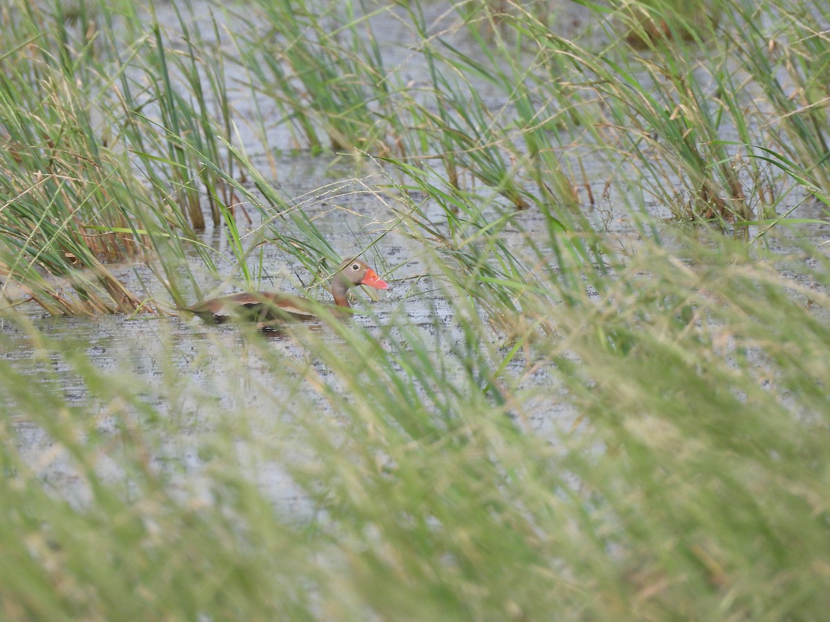 Black-bellied Whistling-Duck - ML646993049