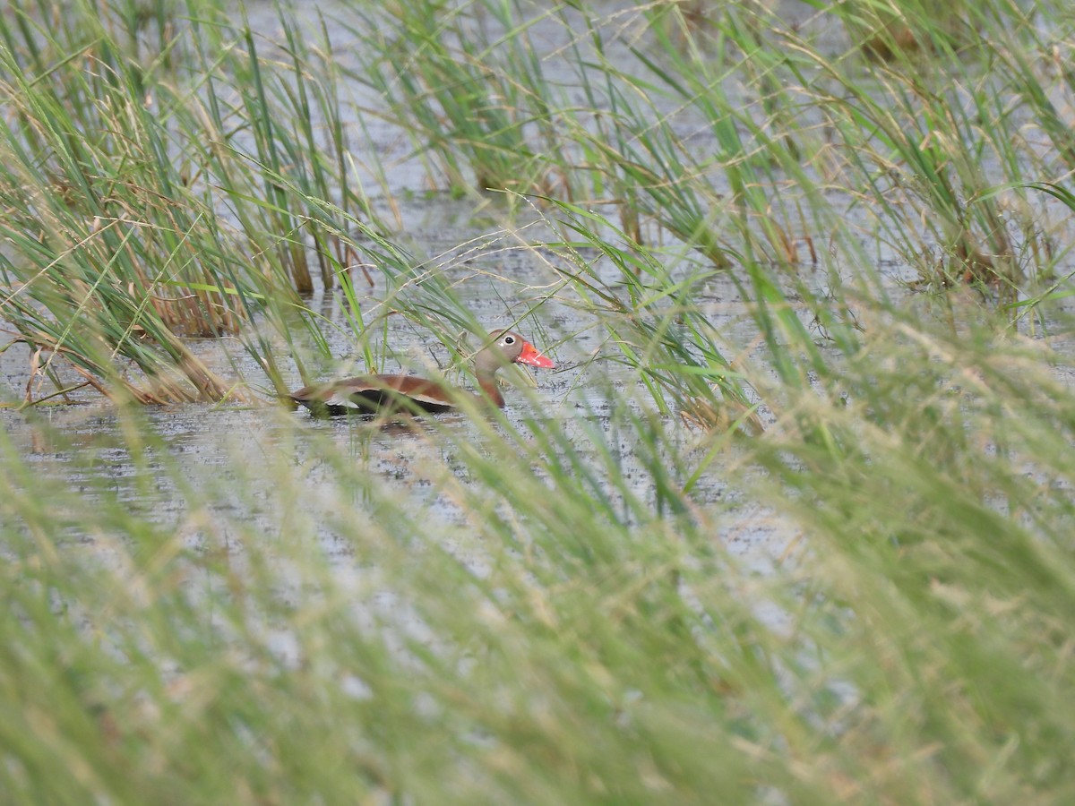 Black-bellied Whistling-Duck - ML646993050