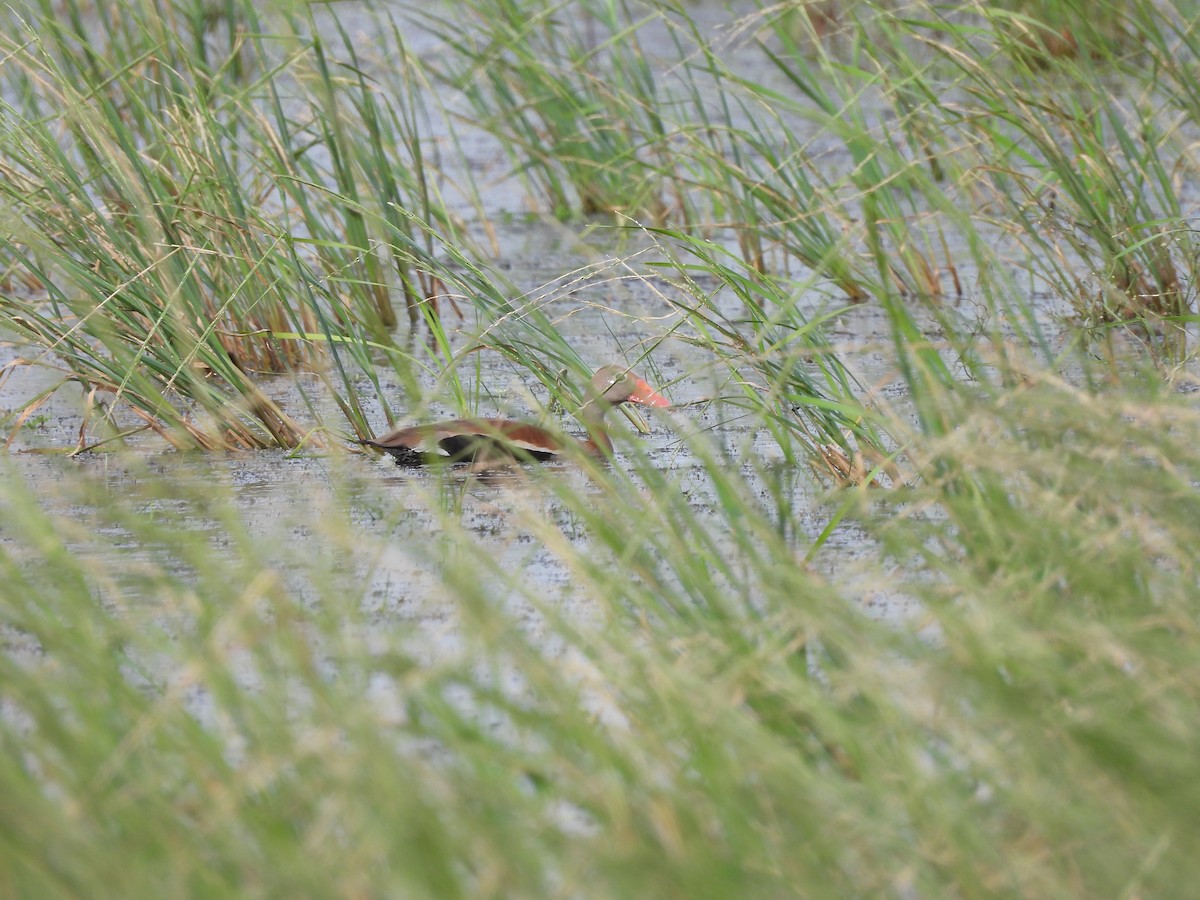 Black-bellied Whistling-Duck - ML646993051