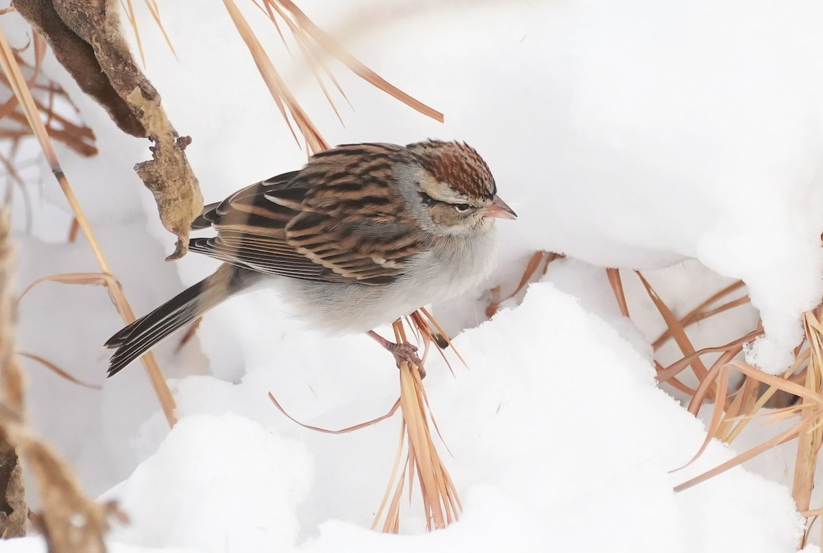 strnádka vrabcovitá - ML646993052