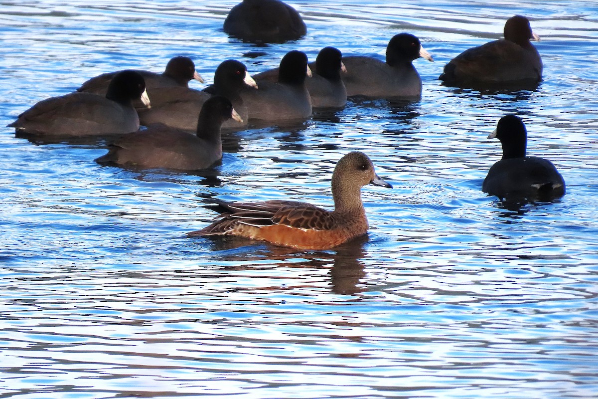 American Wigeon - ML646993053