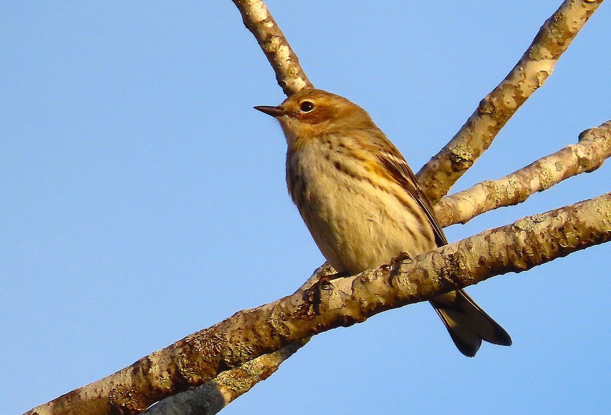 Reinita Coronada - ML646993056