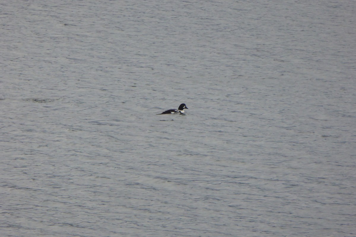 キタホオジロガモ - ML646993061