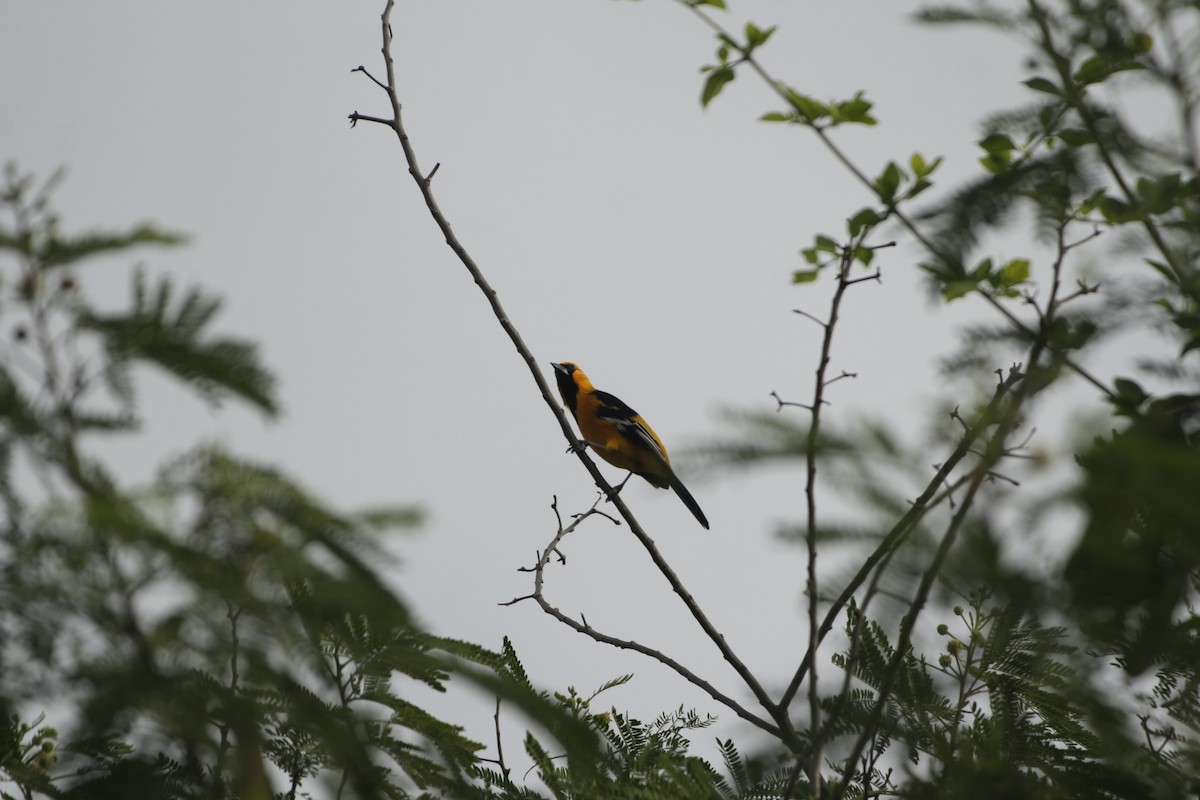 Schwarzkehltrupial - ML646993062