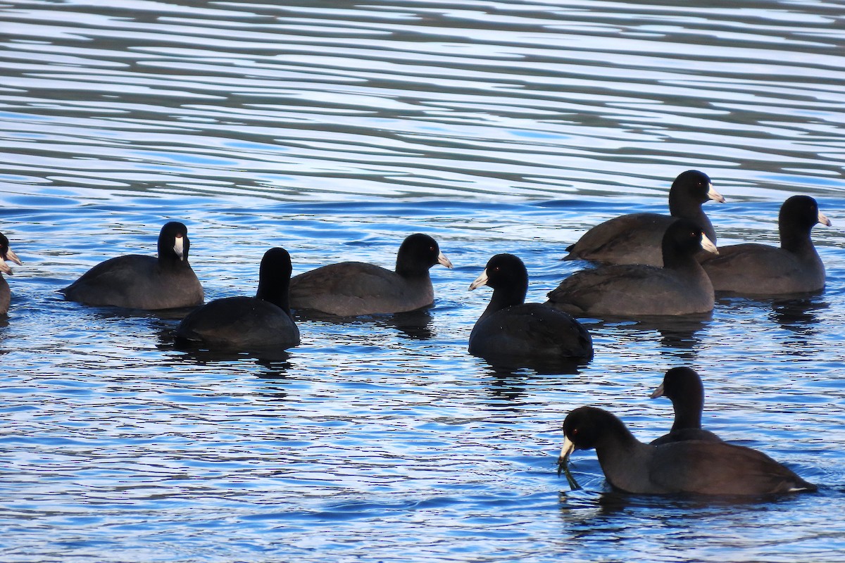 American Coot - ML646993065