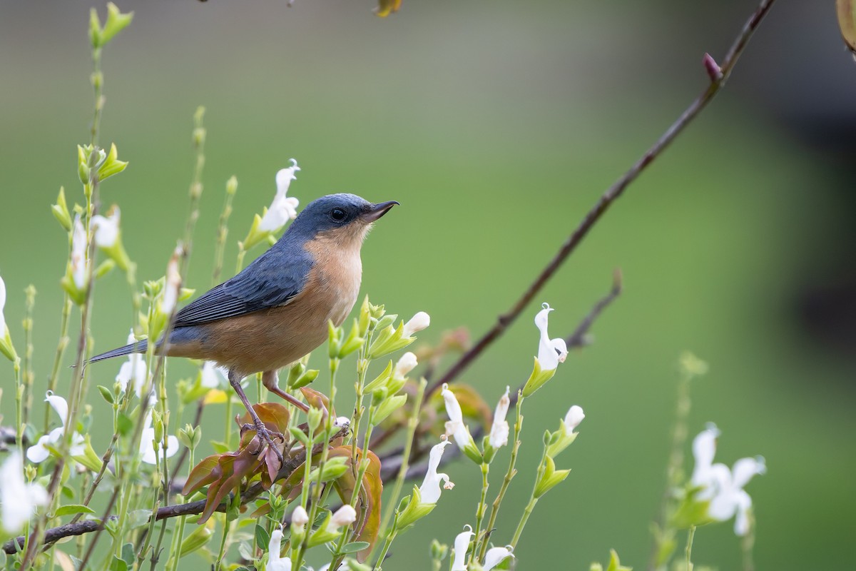 Поползневый цветокол - ML646993066