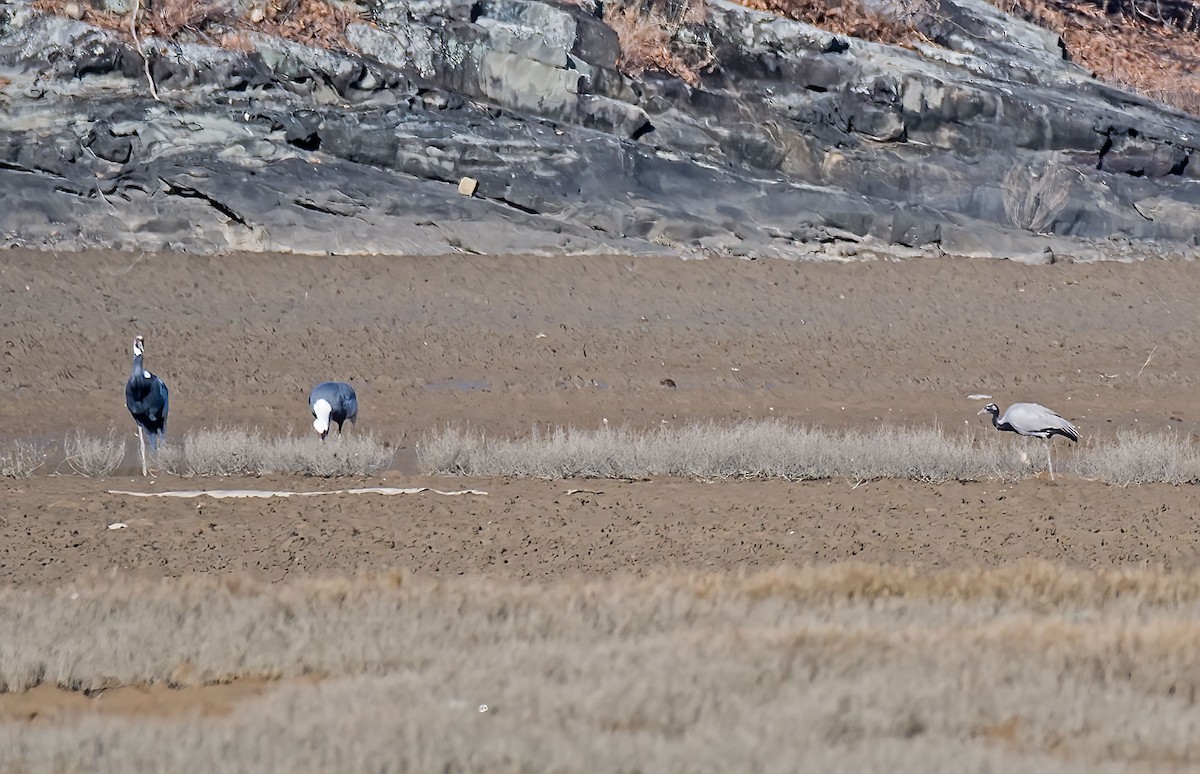 Telli Turna - ML646993067