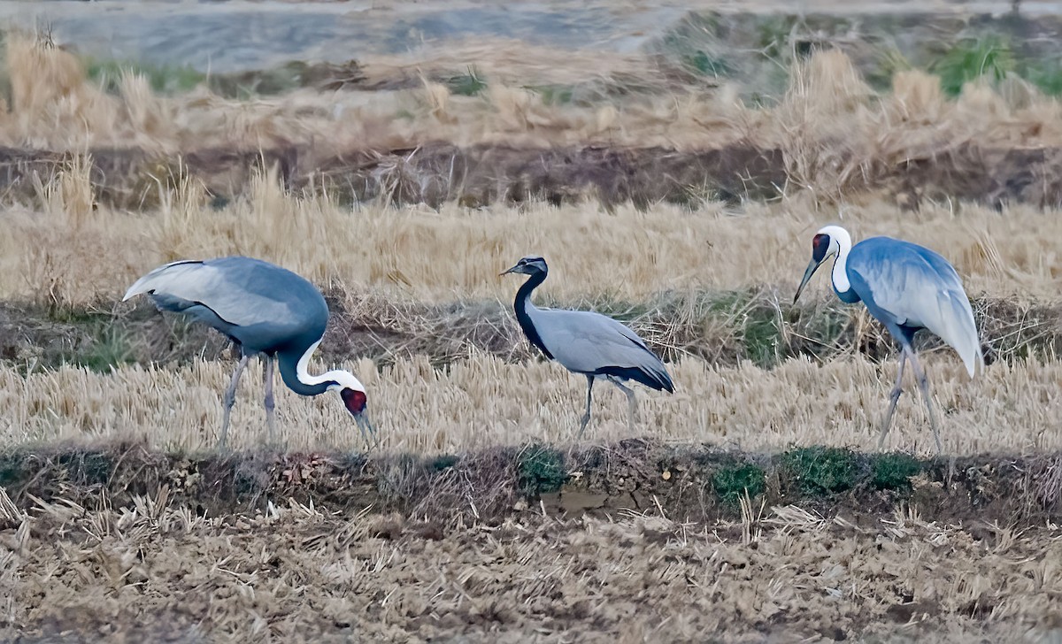 Telli Turna - ML646993068